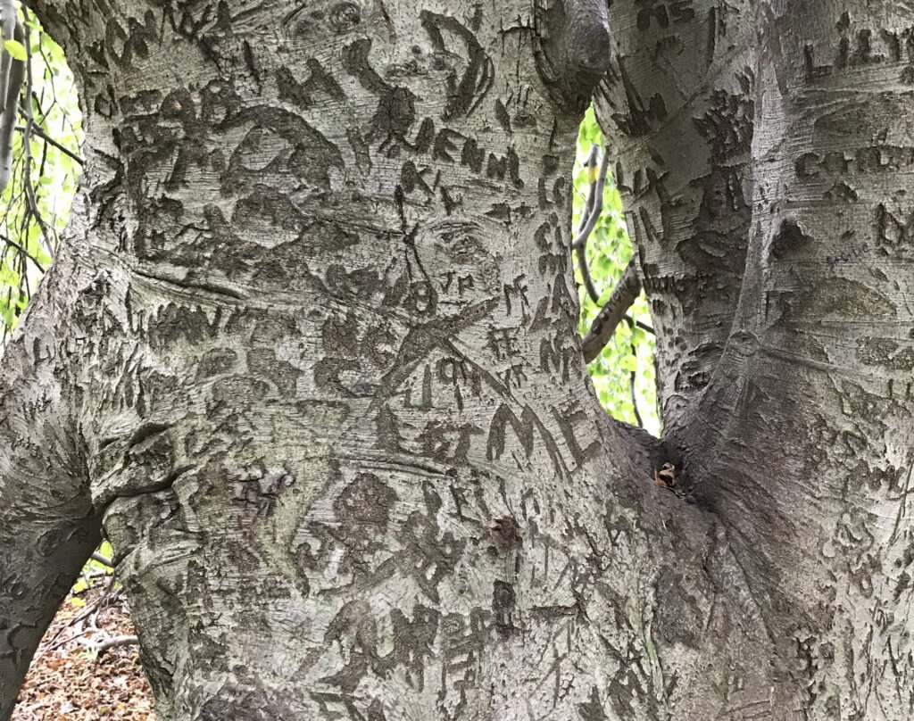 close up of large tree trunk with carved initials