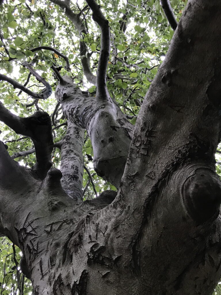 looking up the trunk and through the canopy of a weeping birch tree