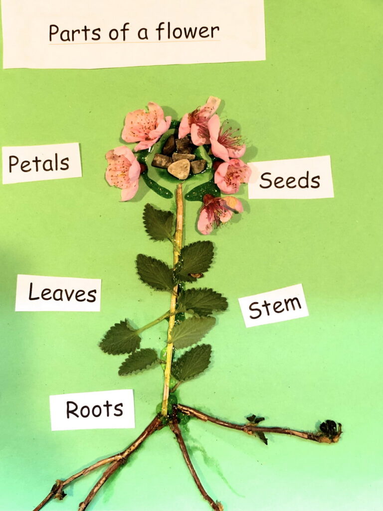 Child diagram showing the parts of a flower.