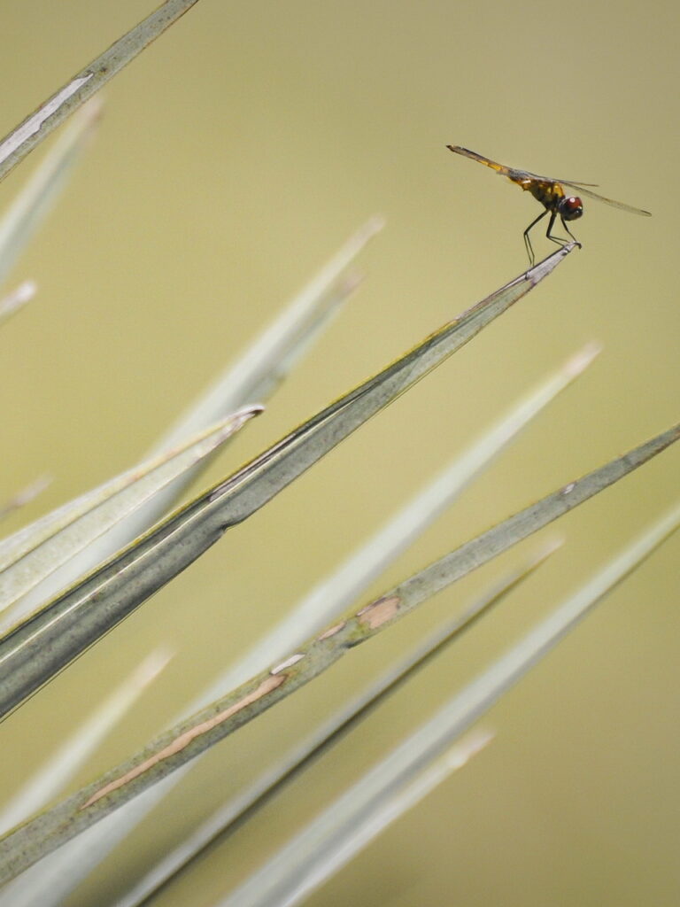 dragonfly on tip of brown spiky plant