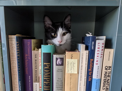 Kitten with black and white markings on face peering out from behind architecture books on a shelf.