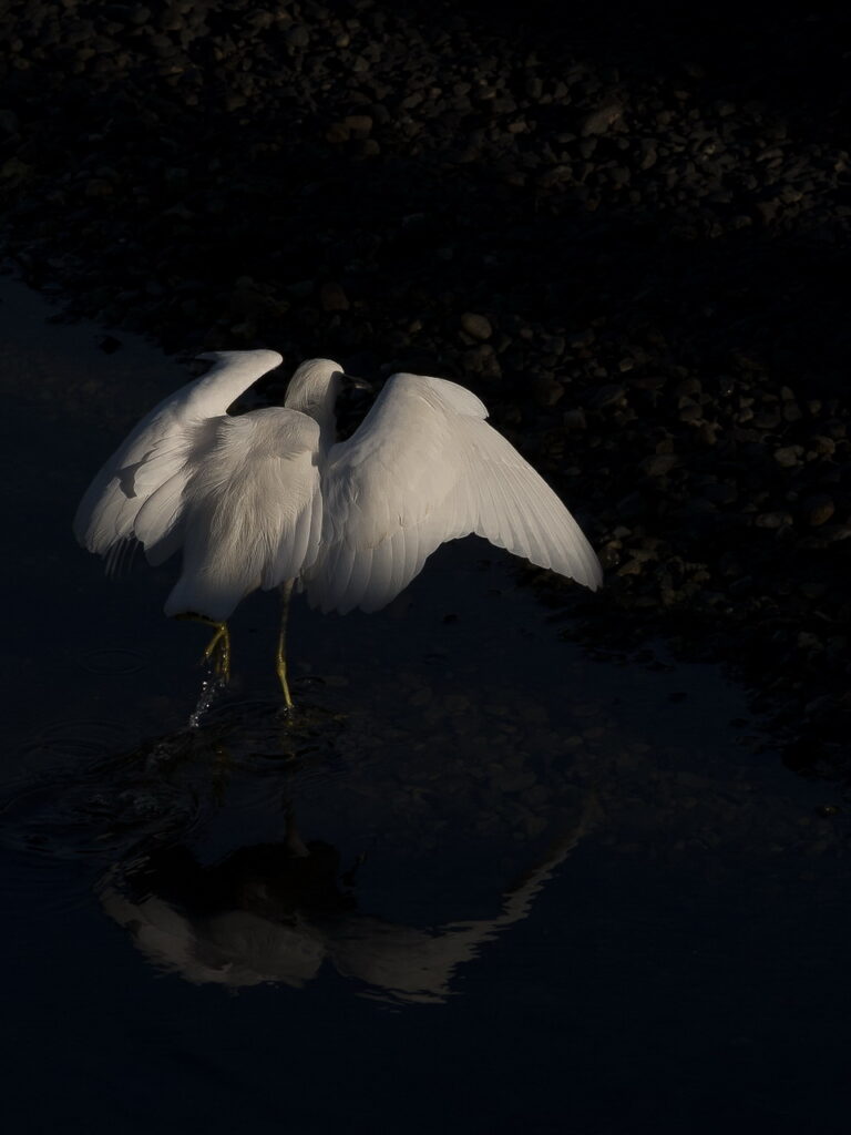 white egret with wings spread out to hover over prey in dark water and overexposed background