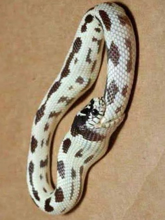white snake with brown spots eating its own tail
