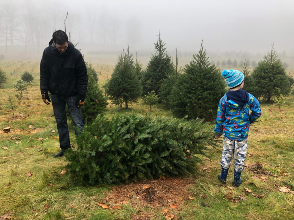 white man and son in a cut your own Christmas tree farm on a foggy day