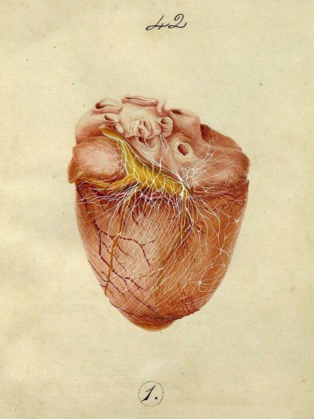 Dissection illustration of the arrangement of the cardiac nerves. . . in mammalia.