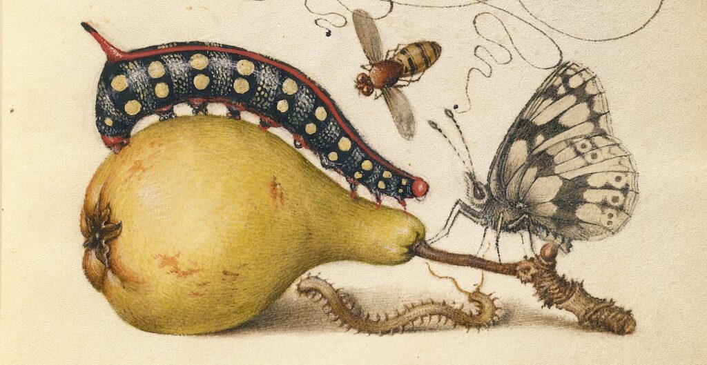late 1500s illustration of a pear, caterpillar, fly, and centipede