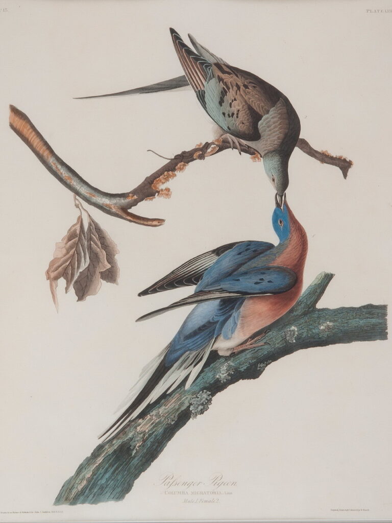engraving/etching of two Passenger pigeons, one--with brown and light teal feathers--on a top branch bending down to feed the other--with blue wings and head, a rust red belly and throat--on a lower branch