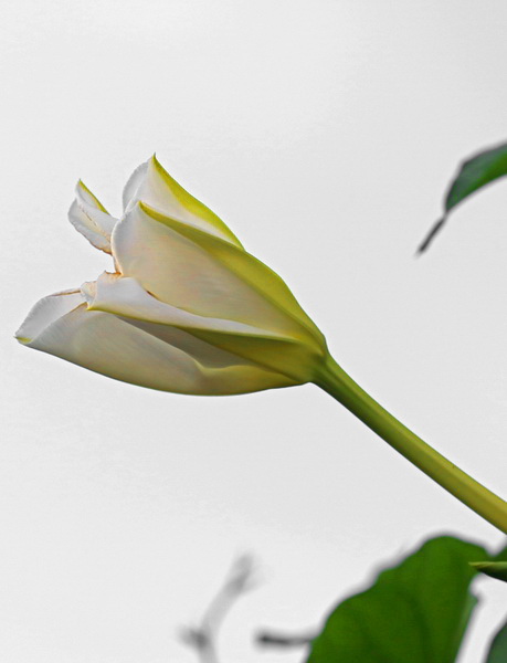 moonflower budding--5 lobed, fused-petaled white flowers with a light green star center