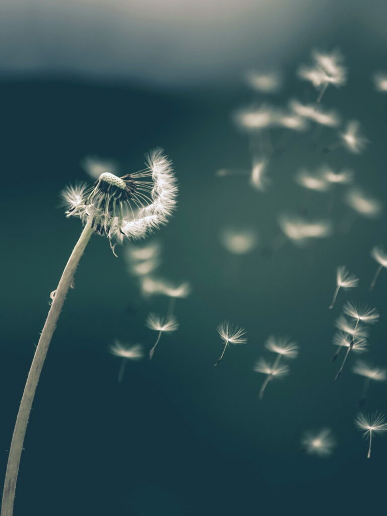 closeup of dandelion stem with a few attached seeds, and a string of seeds blowing away out of focus