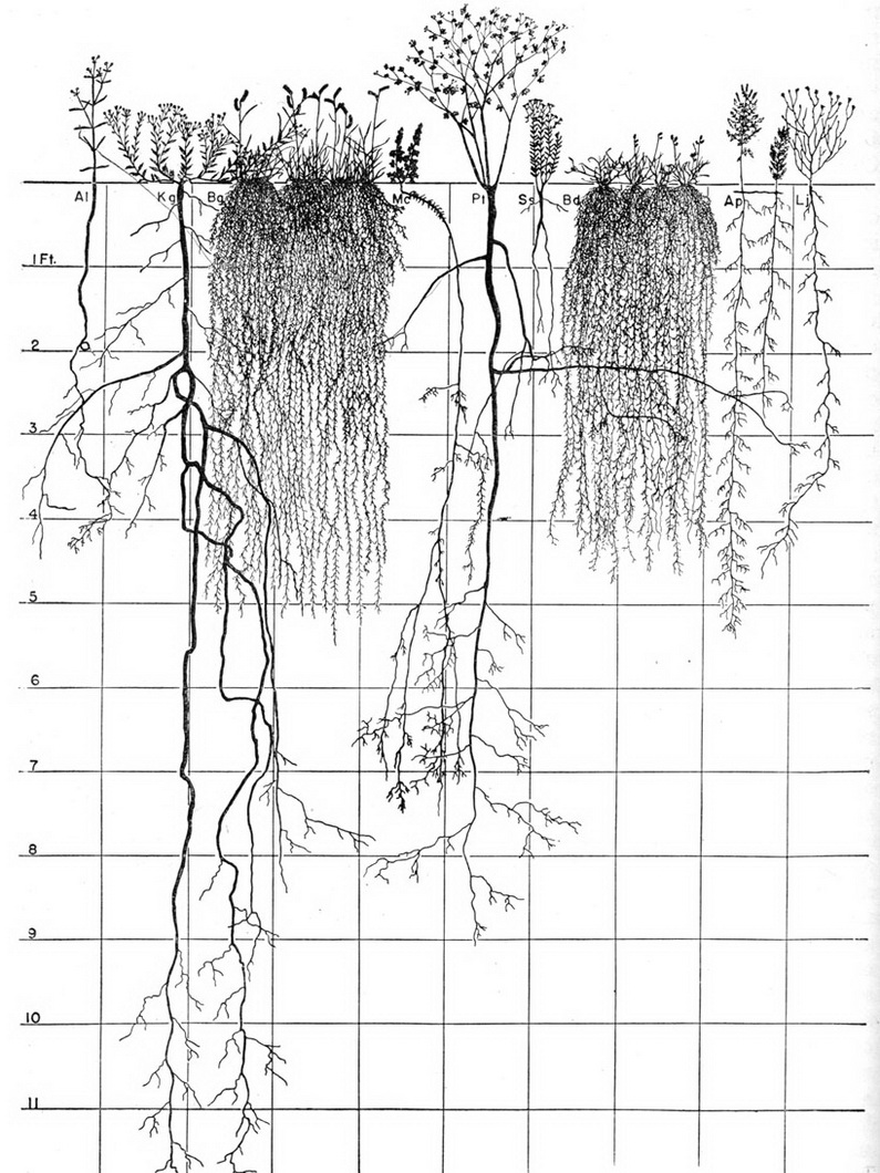 a visual chart of prairie grass and the different lengths of their root systems