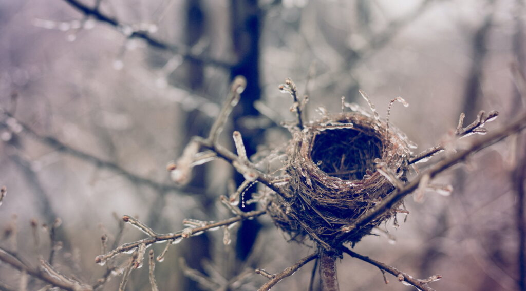 round nest on frozen willow branch in winter