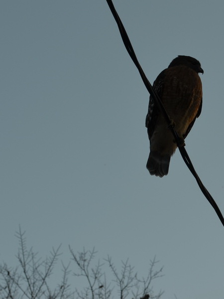 photo of a hawk silhouette on a wire crossing its body with a dusky blue sky background