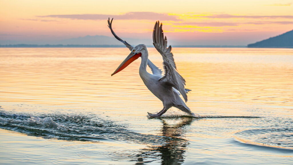 white pelican landing on still water at sunrise