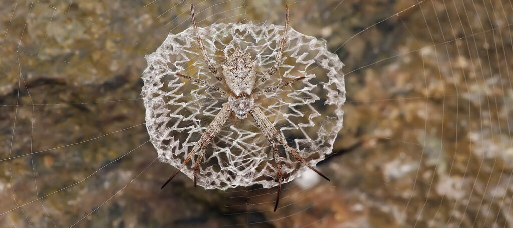 neutral-colored orb weaver spider sitting on an intricately woven web over a rock