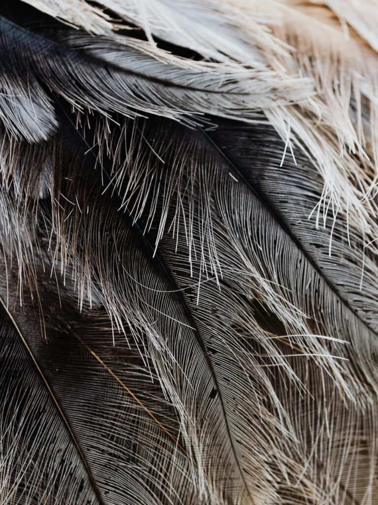 close up of grey and white bird feathers