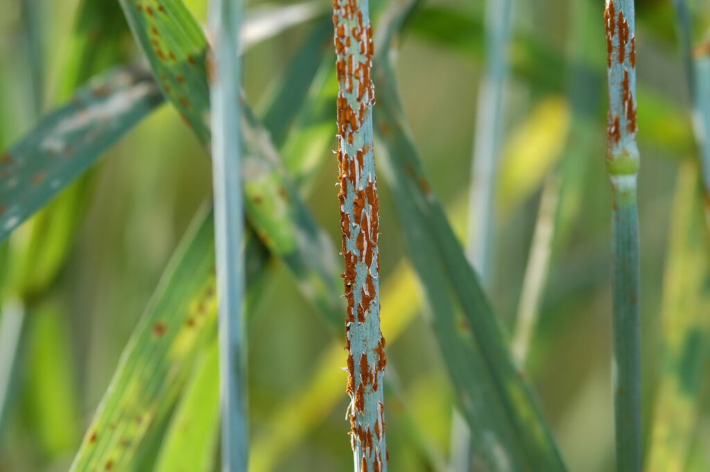 Slose up of rust particles on the stem of green wheat shoots in a field.